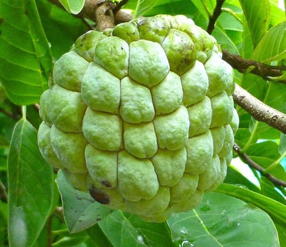 10 Pcs Sugar Apple Seeds (Annona squamosa), High Germination, Non-GMO Custard Apple Seeds for Planting, Easy to Grow Tropical Fruit for Home Gardens, Pots & Outdoor Orchards