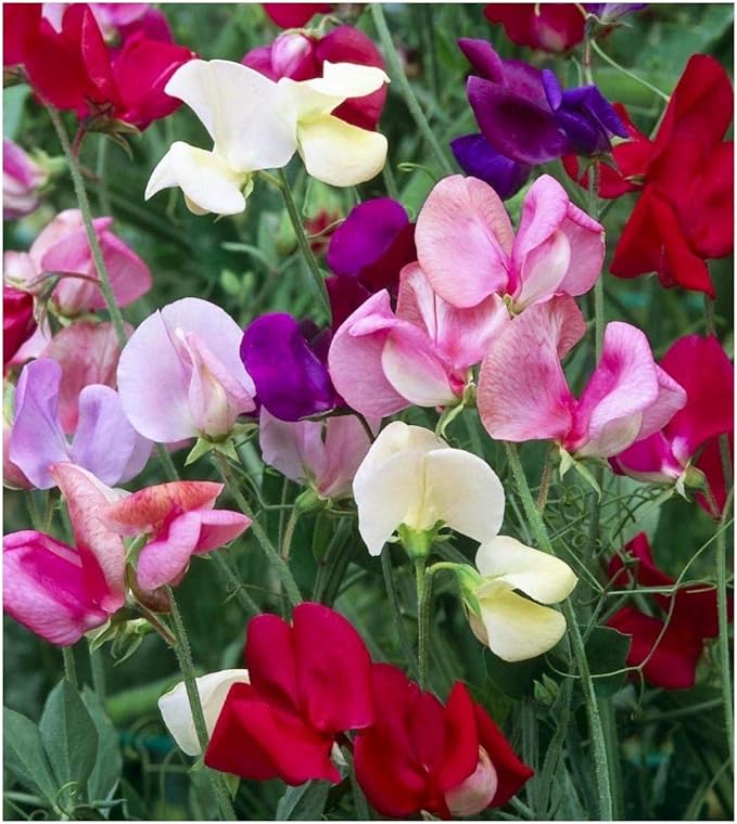 Fragrant Sweet Peas 100 Seeds Royal Family (Lathyrus odoratus)