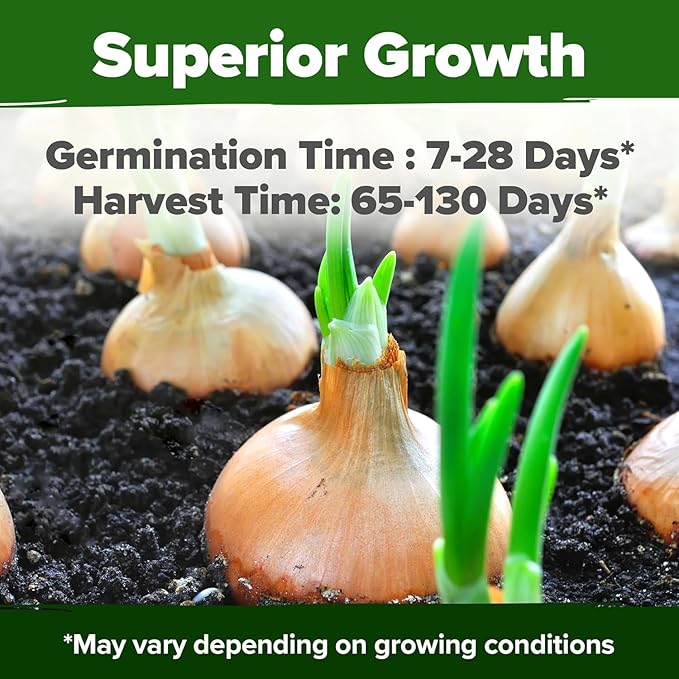 HOME GROWN 8 Onion Seeds for Planting 1,600 Heirloom Vegetable Seeds Grow Sweet, Yellow, Red, Spanish, Green & Vidalia Onions in Outdoor or Indoor Home Garden