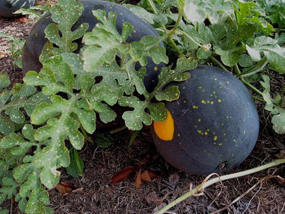 TomorrowSeeds - Moon & Stars Red Watermelon Seeds - 60+ Count & 50+ Sugar Baby Picnic Watermelon - for 2026 Planting Heirloom Watermelons Crimson Red Flesh Yellow Speckled Black Rind Melon Fruit