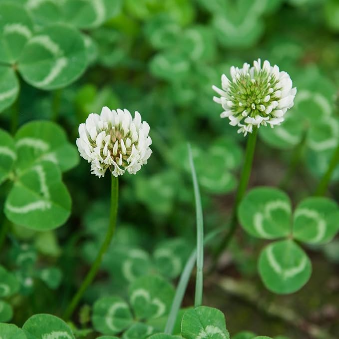 Perennial White Dutch Clover Seeds for Lawn, 2 lbs, Ground Cover Clover, Nitrocoated and Inoculated Seeds, Attracts Pollinators
