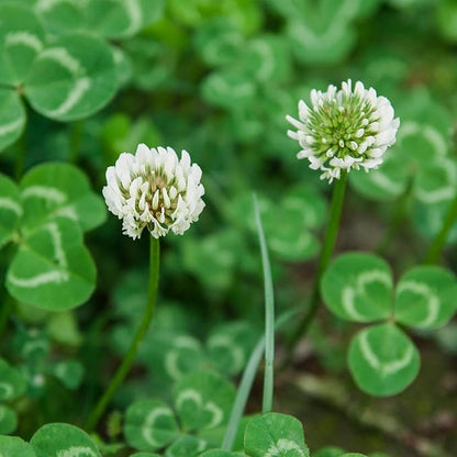 Perennial White Dutch Clover Seeds for Lawn, 2 lbs, Ground Cover Clover, Nitrocoated and Inoculated Seeds, Attracts Pollinators