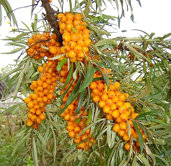 50PCS Sea Buckthorn Seeds Hippophae Rhamnoides Perennial Shrub Seeds Edible Fruit Tree Seeds Easy Grow Outdoor Indoor