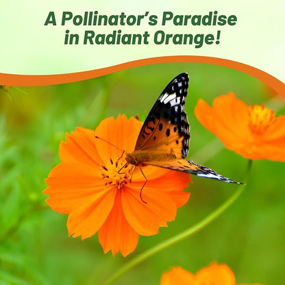 Outsidepride Mandarin Cosmos Sulphureus Seeds - 50 Pcs Annual, Pollinator-Friendly & Drought Tolerant Flower Seeds for Planting w/Vibrant Double Blooms for Low Maintenance Landscaping & Xeriscaping