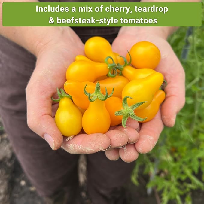 Sow Right Seeds - Yellow and Orange Tomato Seed Collection for Planting - Brandywine, Jubilee, Kellogg’s Breakfast, Yellow Pear & Cherry - Non-GMO Heirloom Varieties to Plant a Home Vegetable Garden