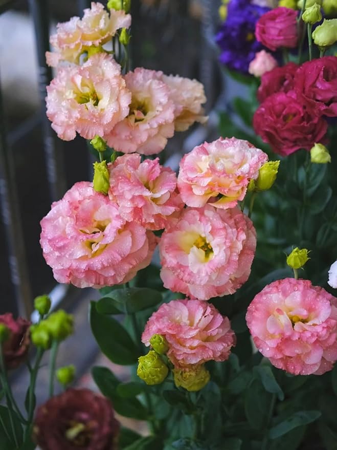 500 PCS Double Petal Eustoma Seeds, Lisianthus Flower Seeds for Indoor Outdoor Gardening, High Germination Rate Flower Seeds for Home Yard Balcony Container Planting