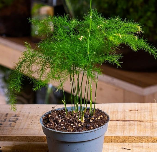 15-Pack Asparagus Plumosus Nanus Seeds – Heirloom Perennial Fern for Terrariums, Containers, Pots & Window Boxes