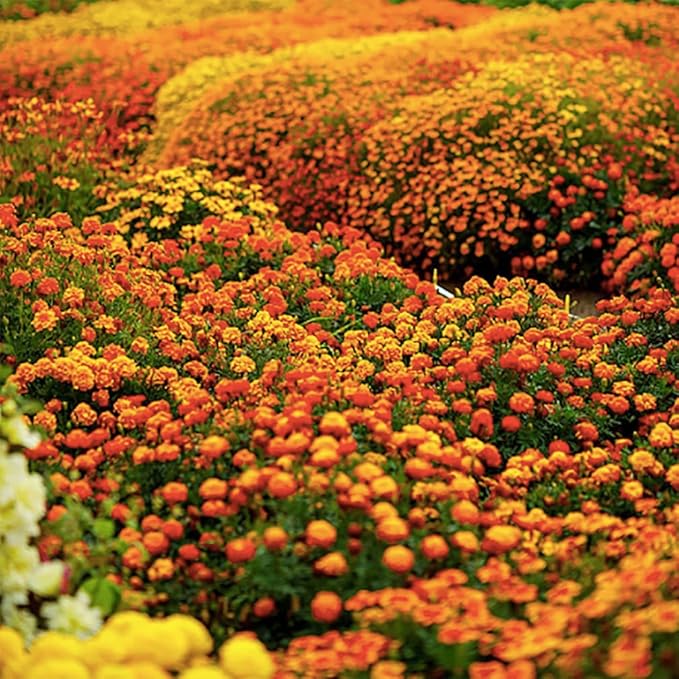 1000 French Marigold Sparky Mix Seeds - Good Addition to Vegetable Gardens - Marde Ross & Company