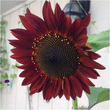 Seed Needs Sunflower Seeds for Planting an Outdoor Flower Garden - Heirloom & Open Pollinated Variety Pack Collection - Plant a Butterfly Garden to Attract Pollinators (6 Packs)