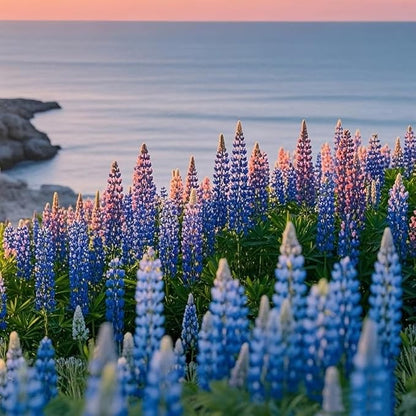 500+ PCS Russell Lupine Seeds Mix Color Wildflower Perennial Giant Lupine Seeds Colorful Plants for Planting