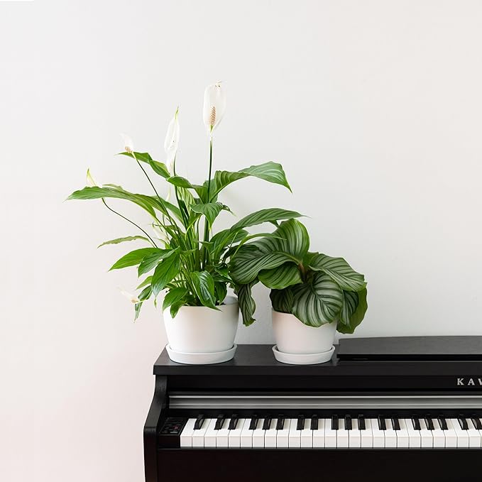 UNBREAKABLE Plant Pots Set of 2, Advanced Eco-Poly Planters with Drainage & Saucers, 6.5" + 5.5" Plastic Pots - Designer Indoor & Outdoor Décor and a Great Gift for Plant Lovers - Ventura Mist White