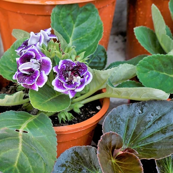 African Violet Potting Soil Mix 1qt, Pre-Mixed Acid Soil Ideal for African Violets to Ensure Optimal Nutrient Uptake and Vibrant Blooms