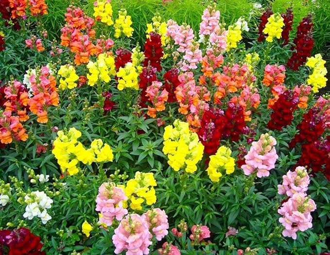 Mixed Snapdragon Flowers Seeds Tall Garden Pretty Flower Annual Outdoor Magic Carpet Non-GMO 300pcs