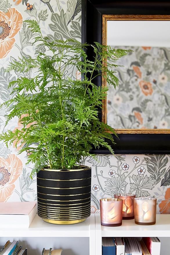 Black Ceramic Plant Pots, 5.5 + 6.2 Inch Gold Striped Panters for Plants, Modern Flower Pots for Home and Office, Indoor Planters with Drainage for Succulent Cactus Home Decoration Gift Indoor Outdoor