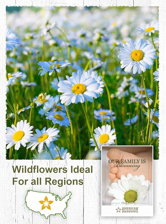 American Meadows Wildflower Seed Packets Our Family is Blooming Baby Shower Party Favors (Pack of 20) - Wildflower Seed Packet Favors for Baby Showers and Sprinkles, Great Gift for Hostesses