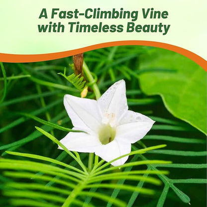 Outsidepride White Cypress Vine Seeds - 200 Pcs Annual Flower Seeds with Nectar-Rich, Star-Shaped Flowers & Feathery, Fern-Like Leaves for Fences, Trellises, Pergolas & Vertical Gardens