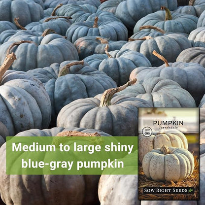 Sow Right Seeds - Jarrahdale Pumpkin Seeds for Planting - Non-GMO Heirloom Packet with Instructions to Plant & Grow an Outdoor Home Vegetable Garden - Unique Grey Blue Variety - Fall Decor (2)
