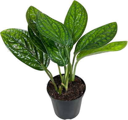 GARDENERA Monstera Peru Plant Soil Mix - Monstera Karstenianum - Expertly Formulated for Strong and Healthy Roots - 3 Quart