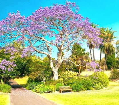 450 Paulownia fortunei | Dragon Tree | Fortunes Empress, by-PeavyTailor, Sapphire