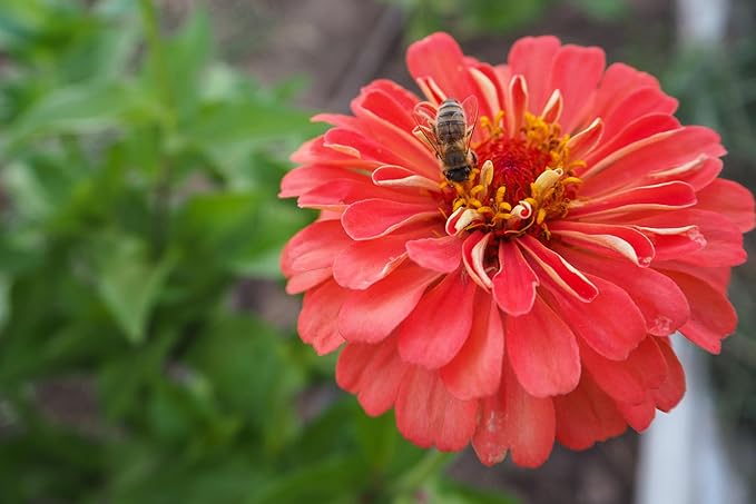 Plant Good Seed Organic Benary's Giant Coral Zinnia Seeds for Planting: Hot Weather Cut Flower, Double Stacked Blossoms - 100 Seed Packet