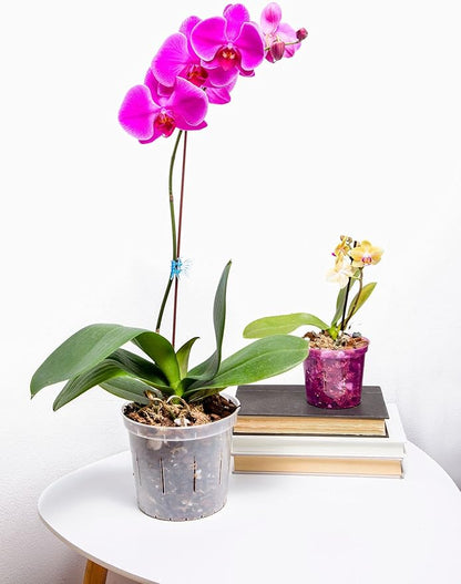 Orchid Repotting Pack