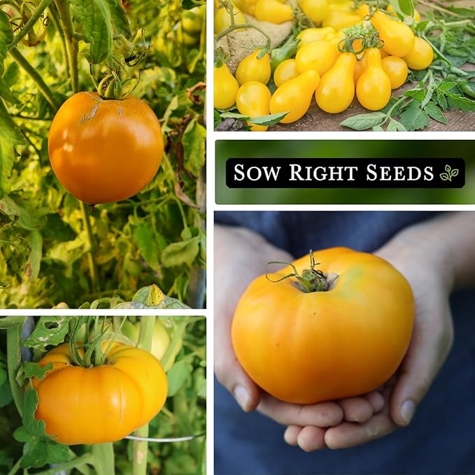 Sow Right Seeds - Yellow and Orange Tomato Seed Collection for Planting - Brandywine, Jubilee, Kellogg’s Breakfast, Yellow Pear & Cherry - Non-GMO Heirloom Varieties to Plant a Home Vegetable Garden