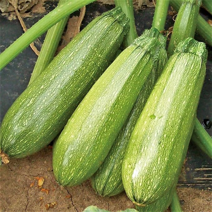 TomorrowSeeds - Grey Zucchini Seeds - 180+ Count - for 2026 Planting Mexican Gray Zucchini Summer Squash Kousa Calabacita Courgette Marrow Harakun Garden Vegetable Fresh Grow Your Own Home Farm Patio