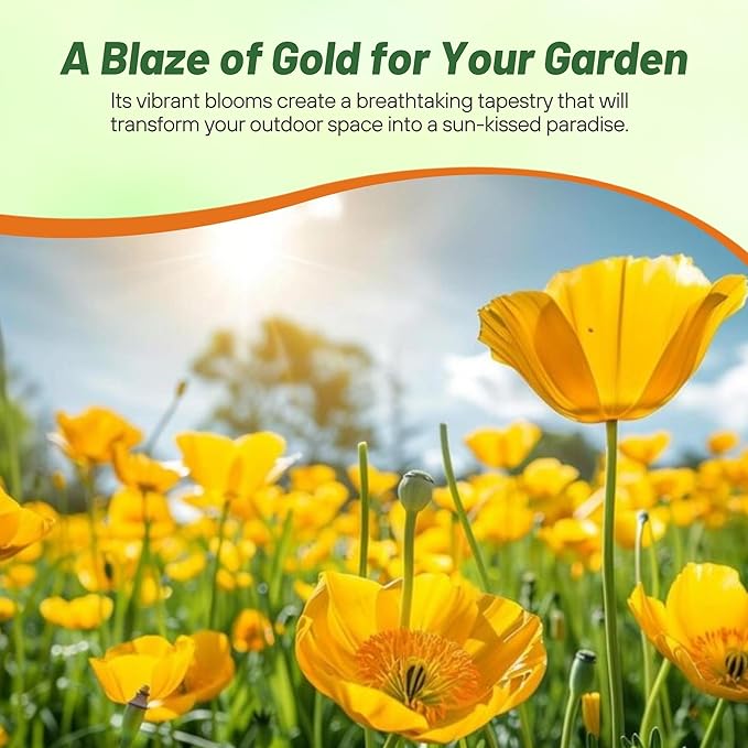 Outsidepride Golden West California Poppy Seeds - 5000 Pieces Annual, Drought Tolerant Eschscholzia Wildflower Seed w/Vibrant Yellow Blooms for Pollinator-Friendly Garden & Outdoor Landscapes