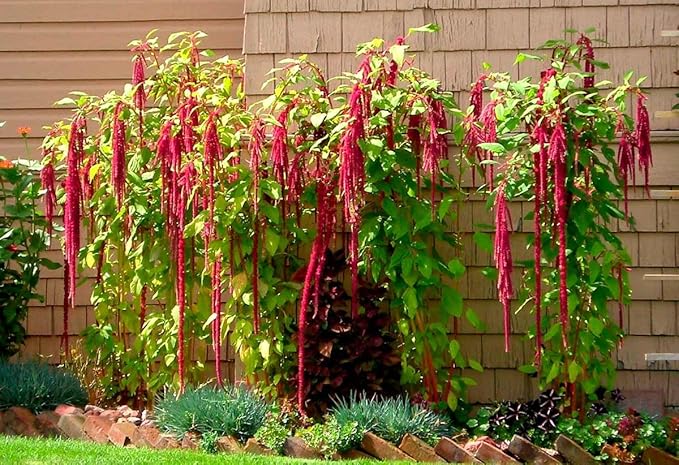 Seeds Love-Lies-Bleeding - Red Amaranth - Annual Flowers for Planting - GMO Free