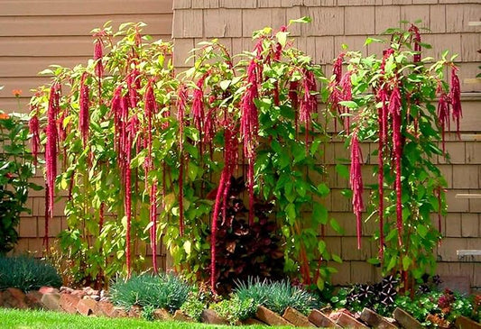 Seeds Love-Lies-Bleeding - Red Amaranth - Annual Flowers for Planting - GMO Free