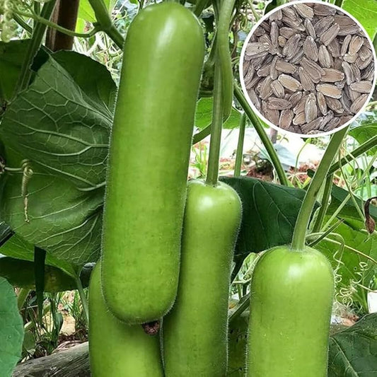 15+ Long Bottle Gourd Seeds Calabash Gourd Gourds Non-GMO Edible Asian Indian Vegetable Squash Dudi Calabash Long Melon Climbing Vine
