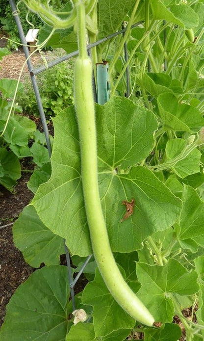 Seeds Calabash Long Gourd Lagenaria Serpantine Heirloom Vegetable for Planting Non GMO