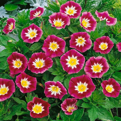 Outsidepride Ensign Red Morning Glory Seeds - 2000 Pcs. Annual, Dwarf Mounding Flower Seeds for Planting Trumpet-Shaped Tricolored Blooms, Ideal for Garden Boxes, Beds & Containers