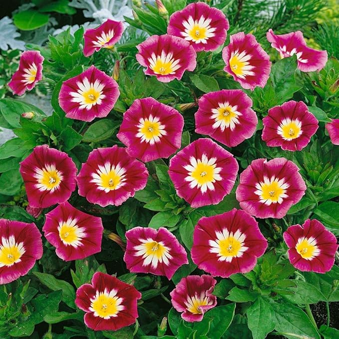 Outsidepride Ensign Red Morning Glory Seeds - 1000 Pcs. Annual, Dwarf Mounding Flower Seeds for Planting Trumpet-Shaped Tricolored Blooms, Ideal for Garden Boxes, Beds & Containers