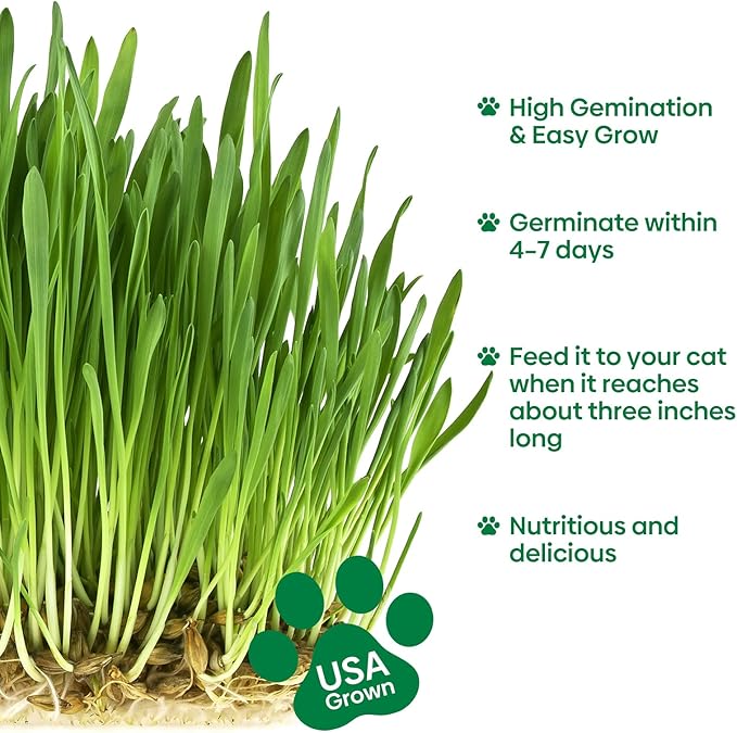 Cat Grass Seeds 8oz, Non-GMO Wheat Cat Grass Seeeds & Oat Seeds Mix, High Germination Cat Grass Seeds Grown in USA for Indoor Cats