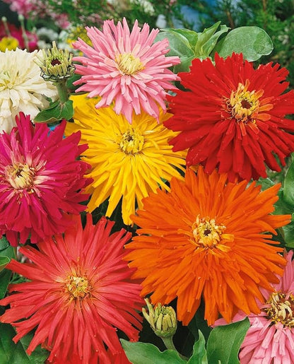 Zinnia Elegans, Cactus Flowered Mix, Pack of 1,500 Seeds by Seeds2Go