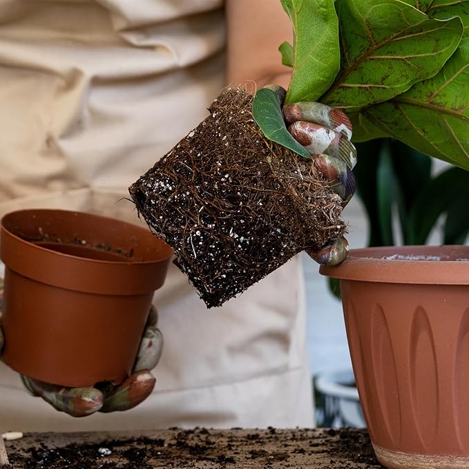 Organic Fiddle Leaf Fig Potting Mix 4qt, Indoor Plants Potting Mix for All Potted Ficus Lyrata Plant, Grow Healthy houseplants Indoors