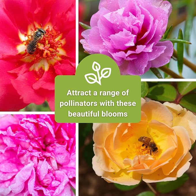 Sow Right Seeds - Moss Rose Seeds for Planting - Portulaca Grandiflora Mix - Double Flower Purslane - Non-GMO Heirloom Variety - Easy to Grow Outdoors - Colorful Annual for Garden & Containers (1)