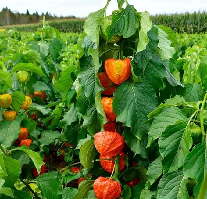 100PCS Cape Gooseberry Seeds Large Fruit Goldenberry Berry Seeds