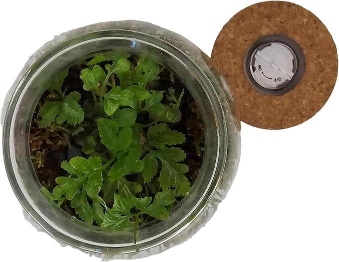 Silver Circle Products Unique Gardener: Glass Terrarium - 4'' with Cork & 3 LEDs - Light Up Cork, Gardening Planter, Glass, for Succulents, Flowers, Herbs & More