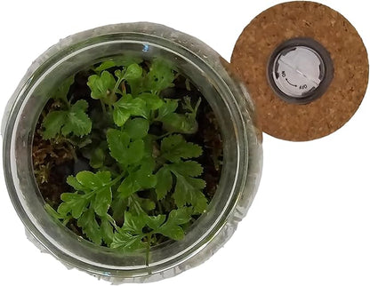Silver Circle Products Unique Gardener: Glass Terrarium 2 Pack - 4'' with Cork & 3 LEDs - Light-Up Cork, Gardening Planter, Glass, for Succulents, Flowers & More