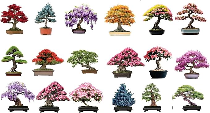 6 Types of Bonsai Tree Seeds for Planting - Pick from 3 Kits or Get Them All (Kit 4 - All 18 Types)
