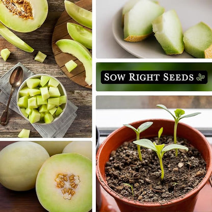 Sow Right Seeds - Green Honeydew Melon Seeds for Planting - Non-GMO Heirloom Packet with Instructions to Plant a Home Vegetable Garden - Super Sweet and Crisp Green Honey Dew Cantaloupe (4)