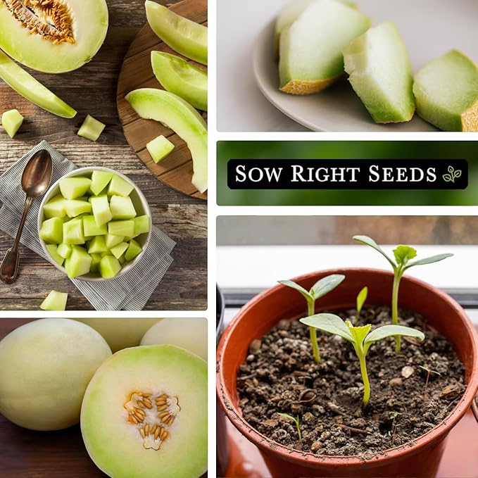 Sow Right Seeds - Green Honeydew Melon Seeds for Planting - Non-GMO Heirloom Packet with Instructions to Plant a Home Vegetable Garden - Super Sweet and Crisp Green Honey Dew Cantaloupe (2)