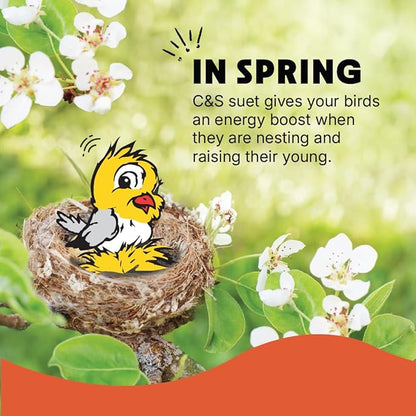 C&S Woodpecker Suet Treat, Outdoor Wild Bird Food for Woodpeckers, Flickers and More, 8 Pack