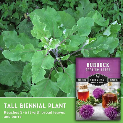 Burdock Root Seeds for Planting – Grow GOBO (Arctium lappa) Heirloom Root Vegetable – Non-GMO Medicinal Herb for Home Gardens – Survival Garden Seeds (2 Packs)