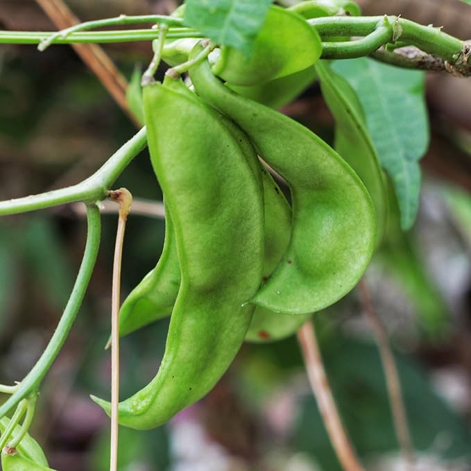 Seed Needs Henderson Lima Bush Bean Seeds for Planting | 2 Ounce 150+ Seeds Phaseolus Vulgaris Non GMO Vegetable Seed Garden Variety | Easy to Grow Lima Bean Seed Home Garden Favorite | Bulk