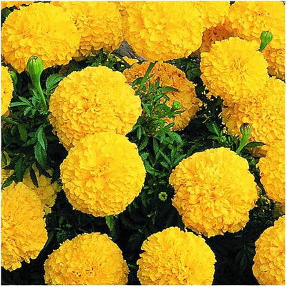 Park Seed Vibrant Inca II Yellow Hybrid Marigold Seeds – Early-Blooming 3–3.5 Inch Double Blooms, Compact 12-Inch Plants, Weather-Resistant & Long-Lasting Color for Gardens or Containers – Pack of 25