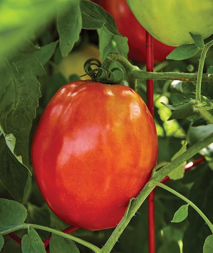 Burpee 'Gladiator',25 Non-GMO Seeds, Hybrid Red Slicing & Paste Delicious Roma Tomato Variety, Indeterminate Seeds for Home Garden