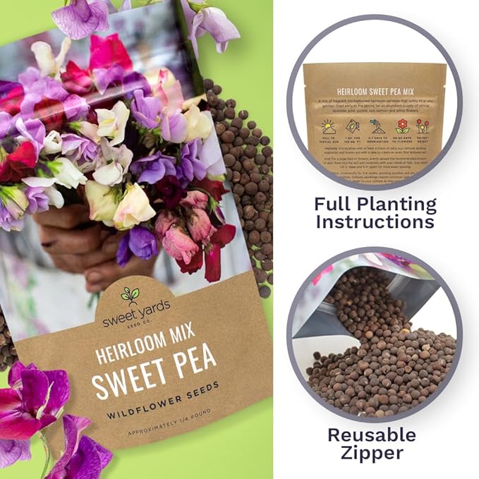 Sweet Pea Seeds Heirloom Mix - Bulk 1/4 Pound Bag - Over 1,400 Seeds - Large Fragrant Lavender, Purple, Red, Pink and White Blooms